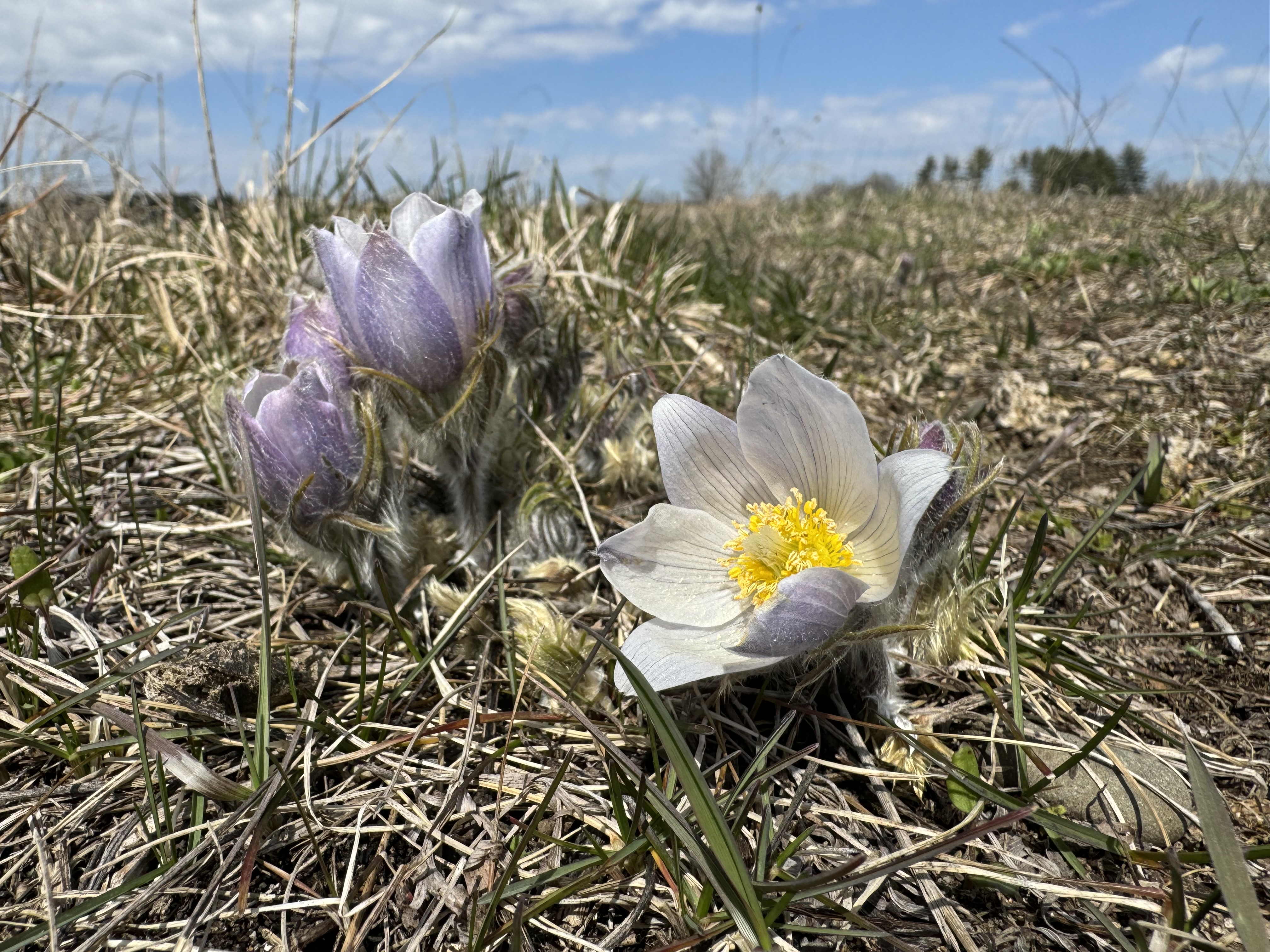 Picture of Prairie Pasqueflower with four inflorescences. One is wide open, the other three are at different stages of opening. On a sunny day in a prairie with duff and some new growth visible on the ground.