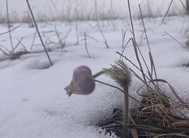Picture of Prairie Pasqueflower emerging from the ground with snow and previous years' stems in the background.