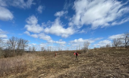 Photo of monitors walking with monitoring flags in a prairie on a sunny winter day.