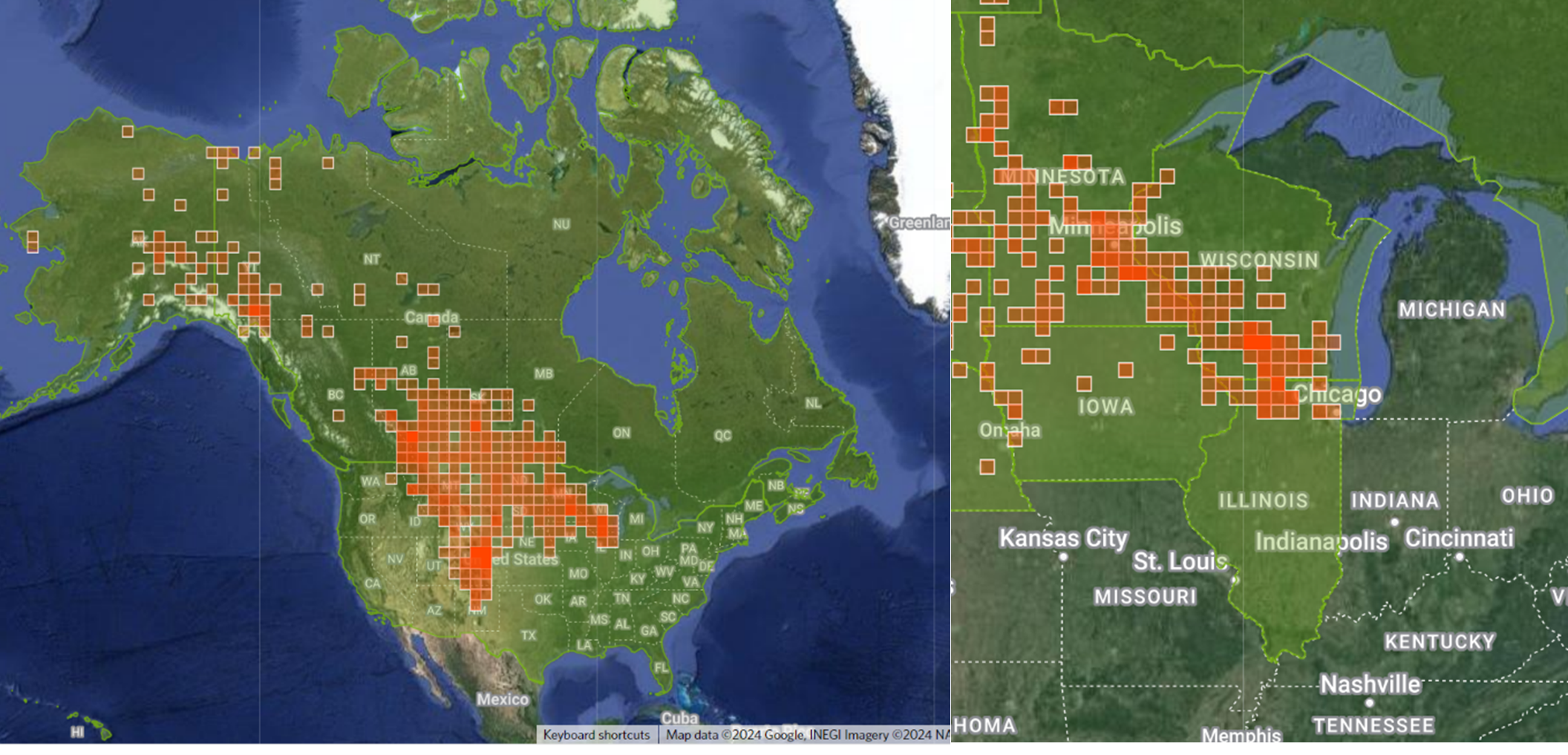 Two map graphics. The left shows the distribution of Prairie Pasqueflower across North America, from eastern Alaska, through Canada, southeast to northeastern Arizona and northern Illinois. The right map zooms in on the northern Illinois distribution.