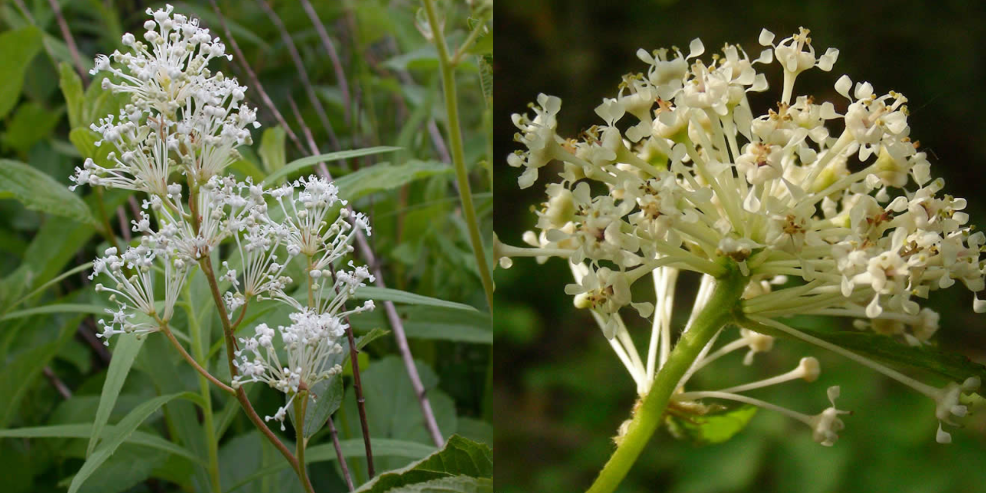 Two photos side by side. The left shows the elongated inflorescence of Ceanothus americanus and the right shows the more compact and rounded inflorescence of C. herbaceus.